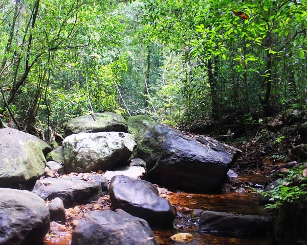 Kanneliya Rainforest Trekking Listing