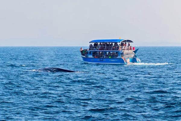 Mirissa Whale Watching Tour Gallery 1