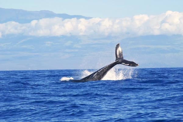 Mirissa Whale Watching Tour Gallery 2