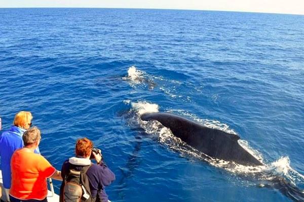Mirissa Whale Watching Tours