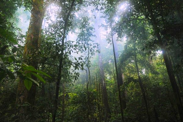 Sinharaja Rain Forest 2