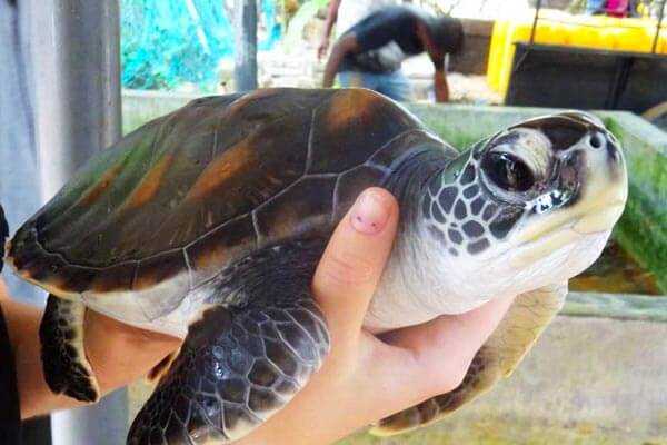 Turtle Hatchery