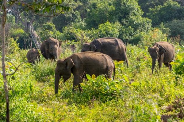Udawalawe National Park Elephants