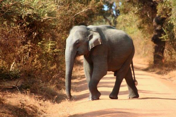 Yala National Park Elephant