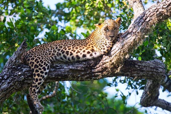 Yala National Park Leopard