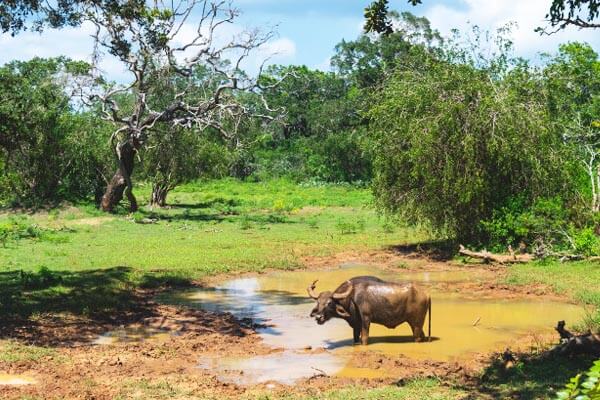 Yala National Park Water Buffalo