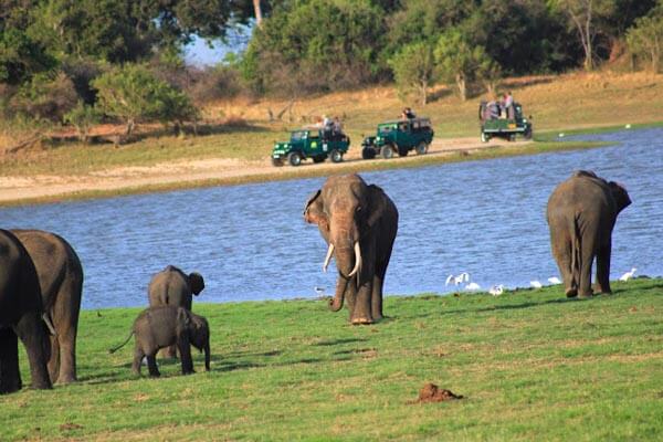 Minneriya National Park
