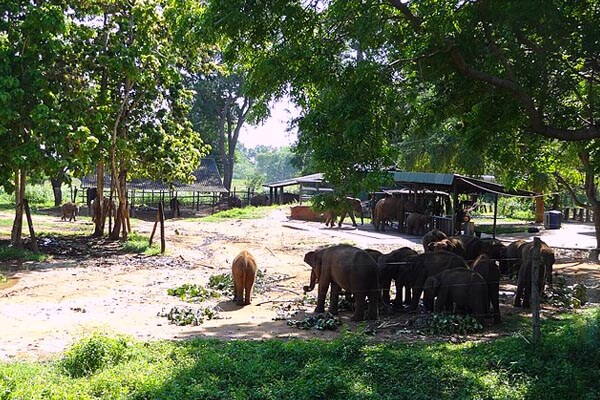 Udawalawe Elephant Transit Home