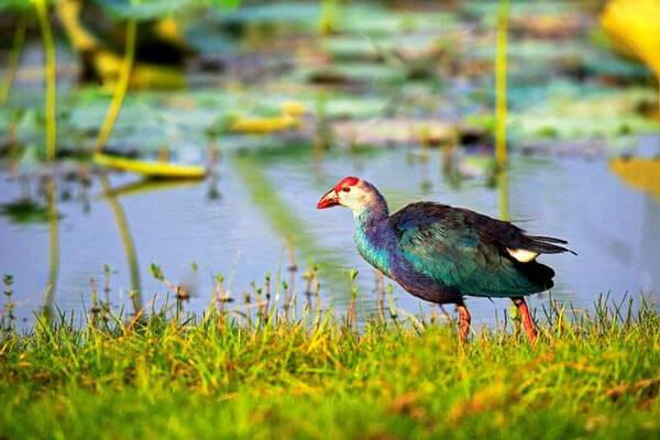 Bundala National Park